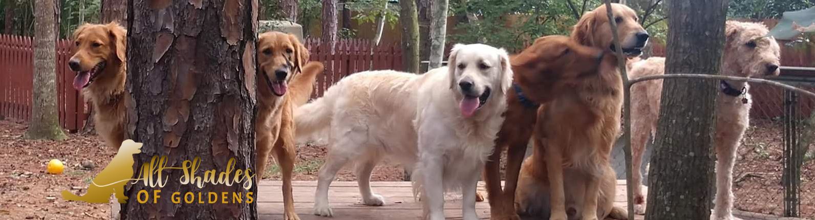 All Shades of Goldens